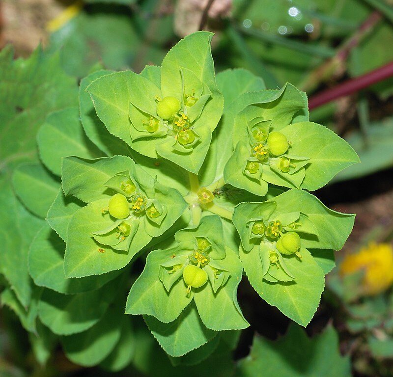 euphorbia aellenii lanceolata