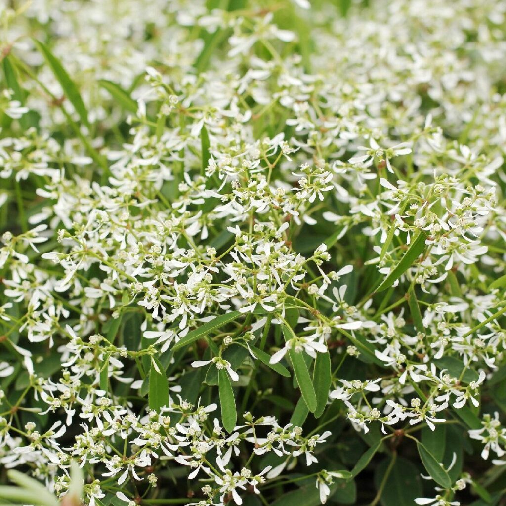 euphorbia aellenii sibirica guia de cuidados