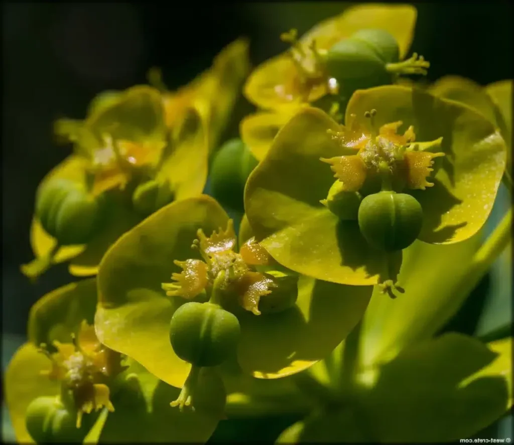 euphorbia aellenii subsp sandbergii guia completa