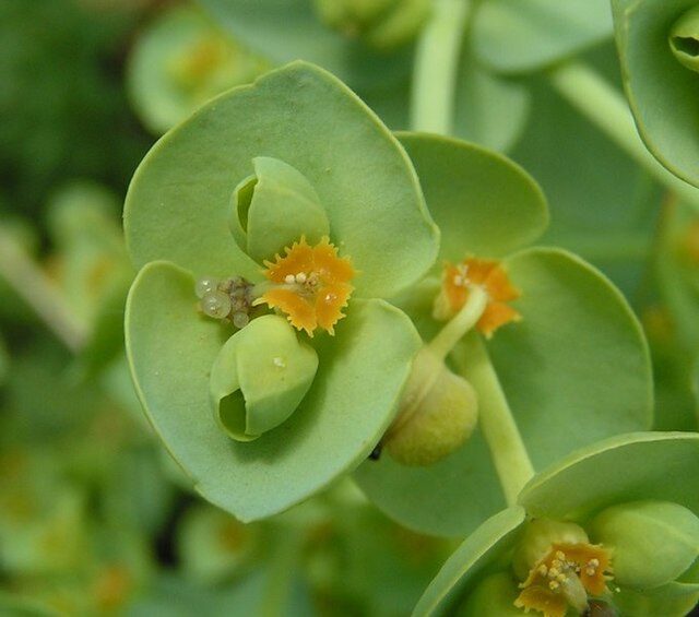 euphorbia aellenii subsp viridiflora guia completa