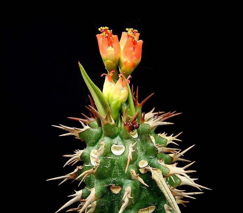 euphorbia agglomerata var flagellaris guia de cuidados