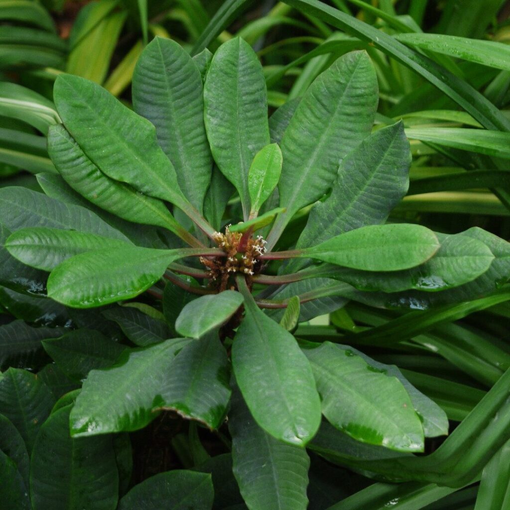 euphorbia agglomerata var indica cuidados y propagacion