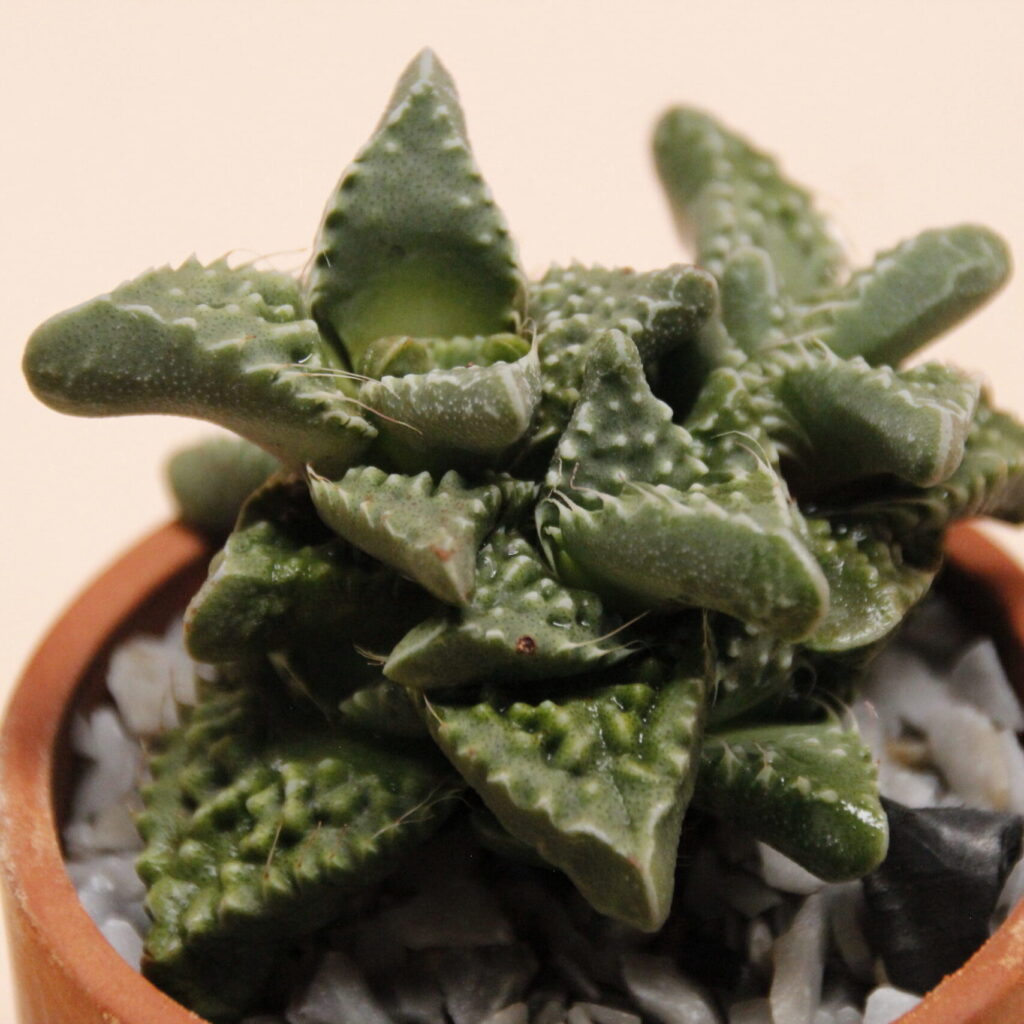 faucaria albidens guia completa