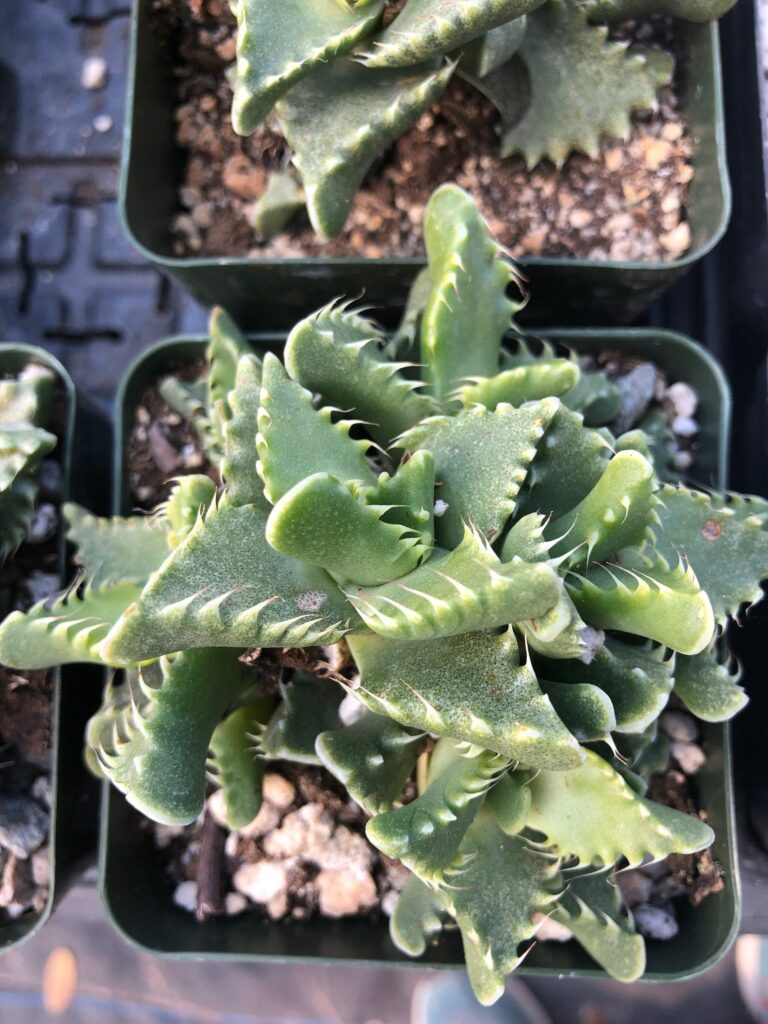 faucaria concinna guia completa