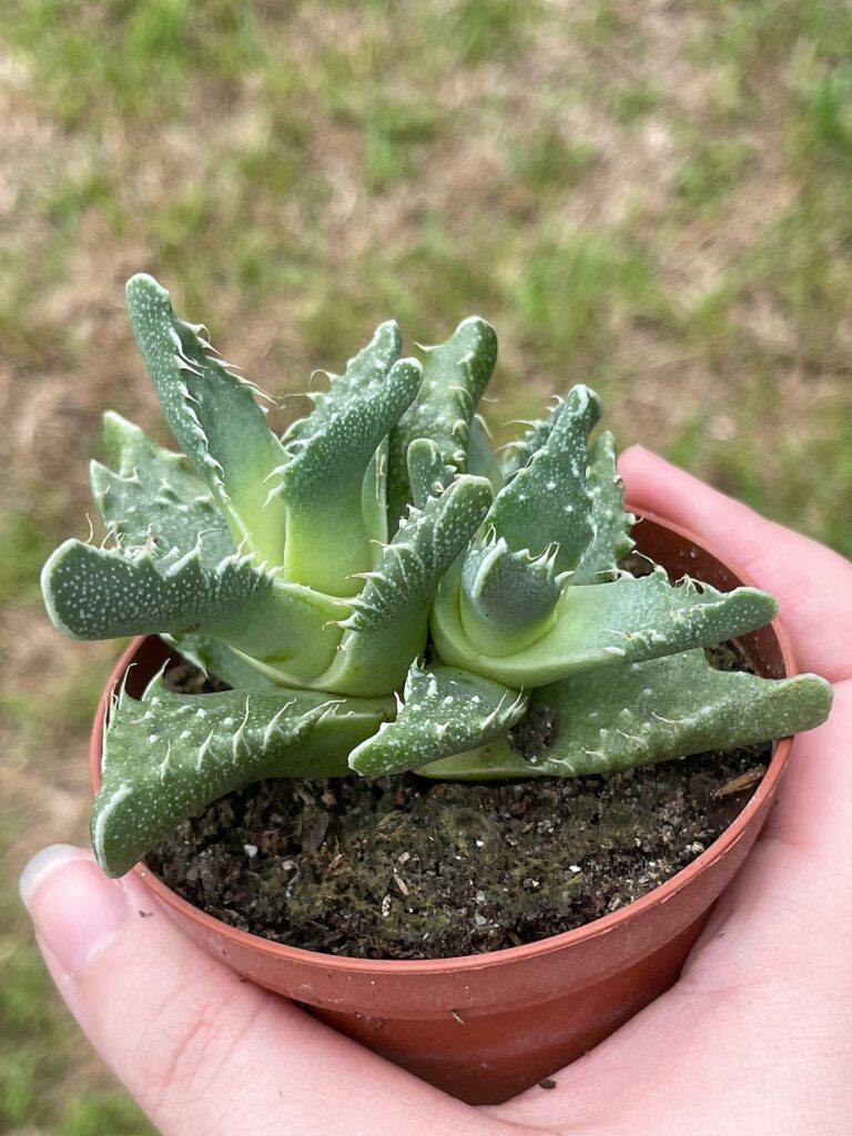 faucaria cordata guia completa