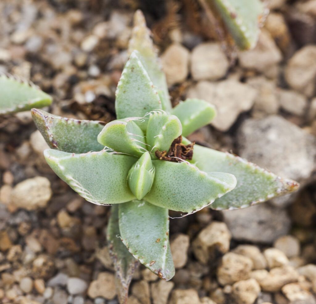 faucaria felina tuberculosa