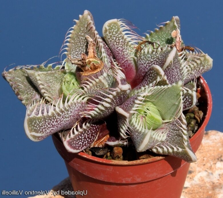 faucaria felina xanthoidea