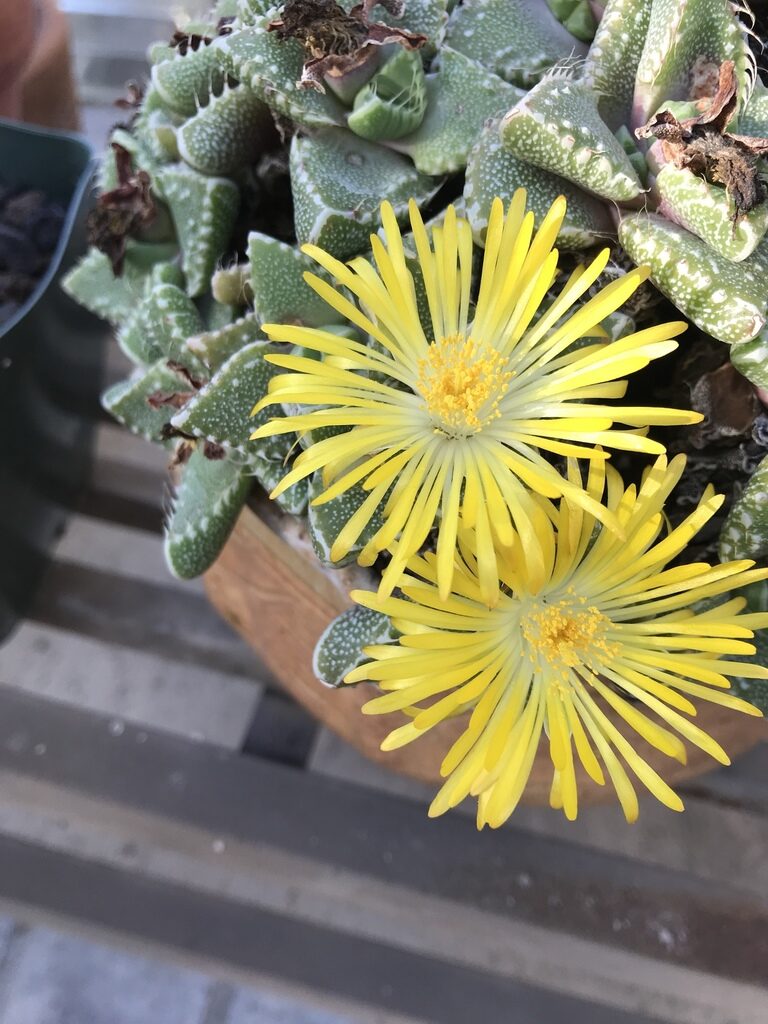 faucaria nemorosa guia completa