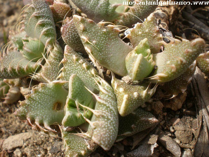 faucaria nemorosa var annulata guia completa