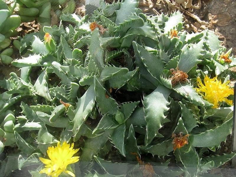 faucaria subintegra guia completa