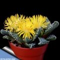 faucaria tuberculosa var viridula guia completa