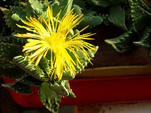 faucaria vanvuurenii guia completa