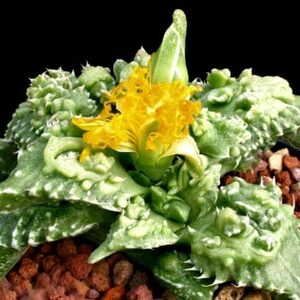 faucaria viridimaculata guia completa