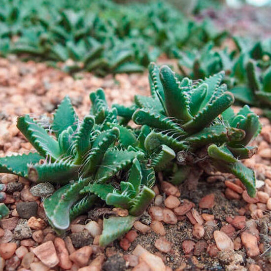 faucaria voigtii guia completa