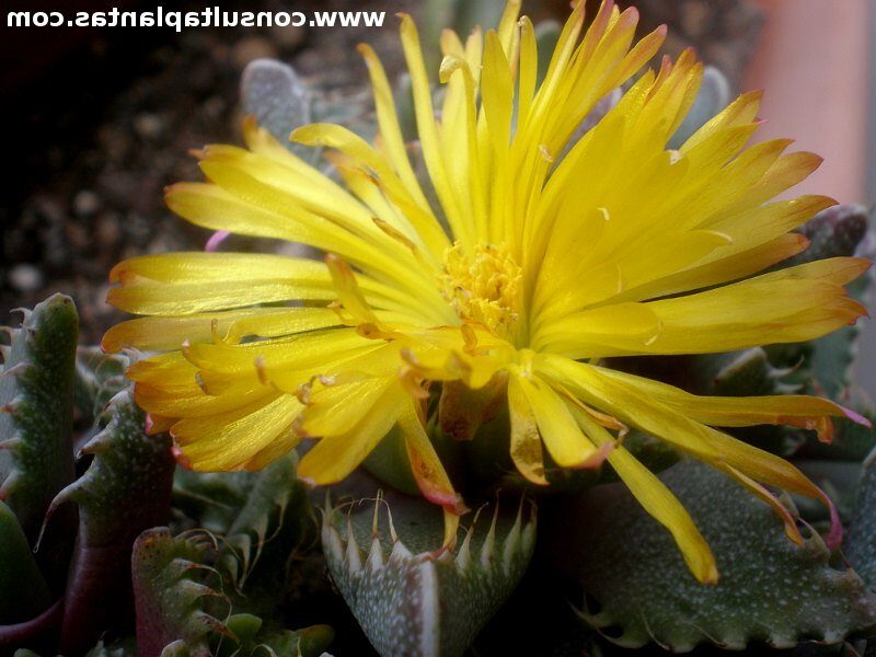 faucaria xantii guia completa