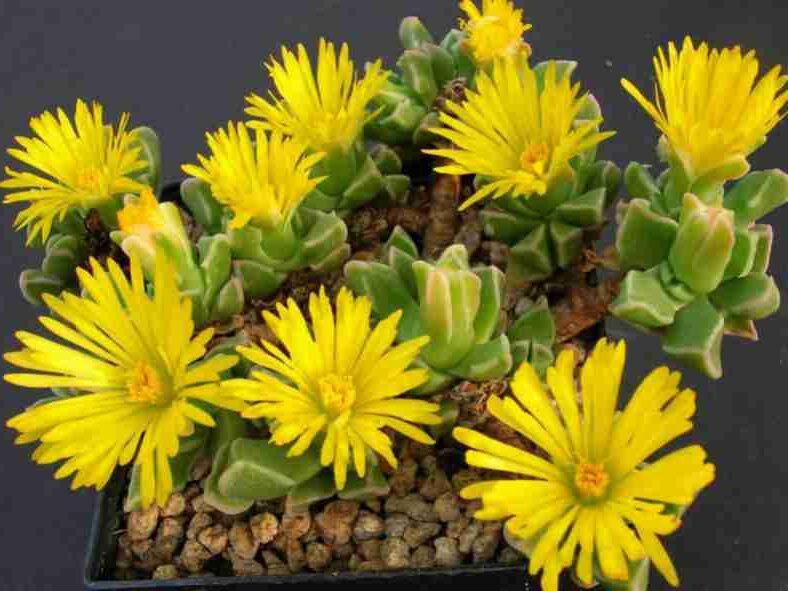 faucaria zeyheri pallida guia completa