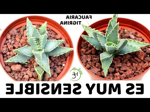 faucaria zeyheri var angolensis guia completa