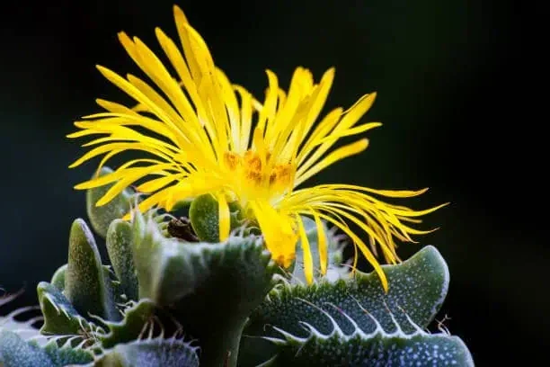 faucaria zeyheri variegata guia completa