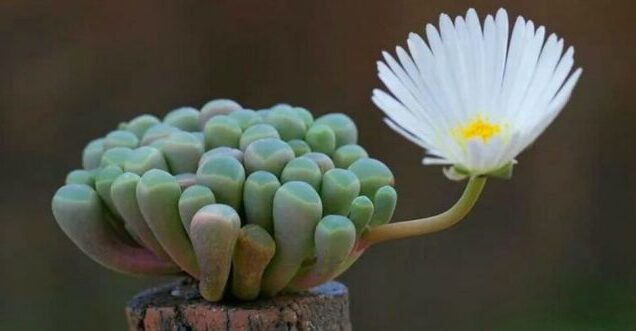 fenestraria detonsa guia completa