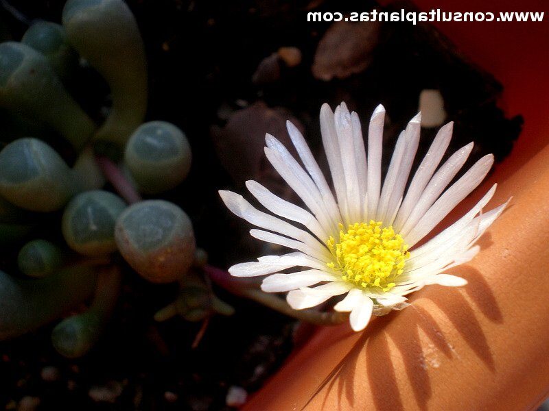 fenestraria elpida guia completa