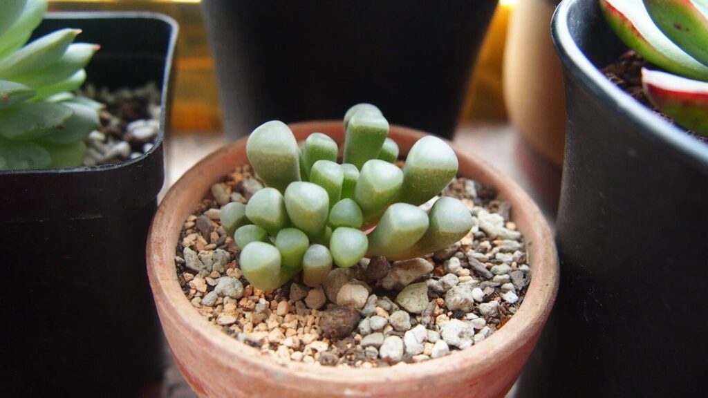 fenestraria oligosperma guia completa