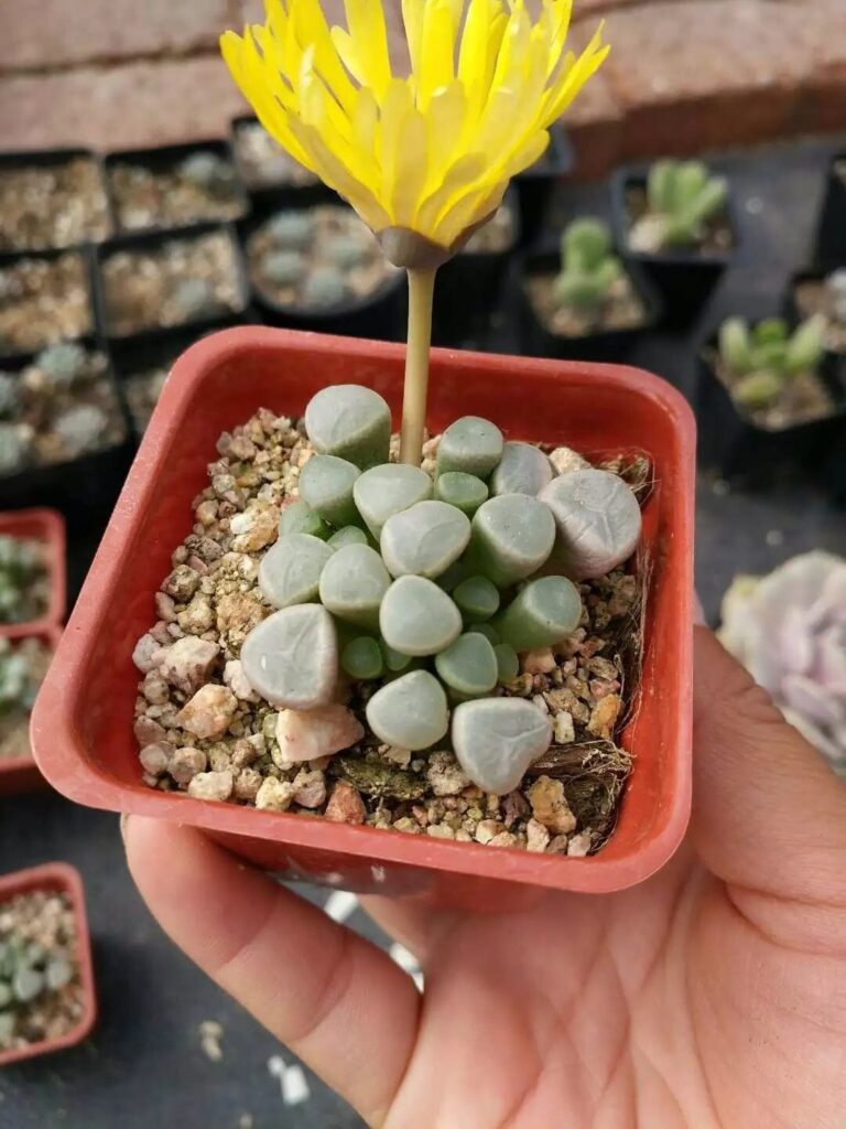 fenestraria rourkei guia completa