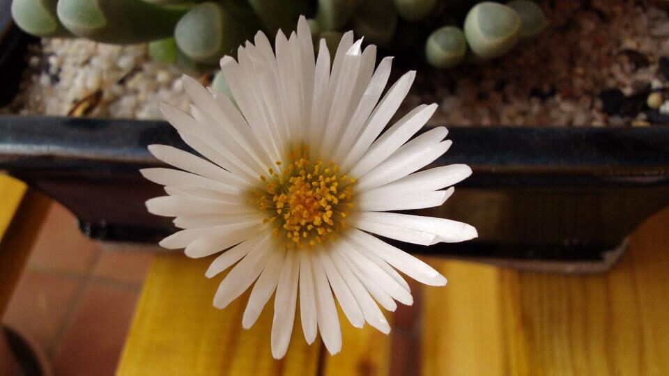 fenestraria thodei guia completa