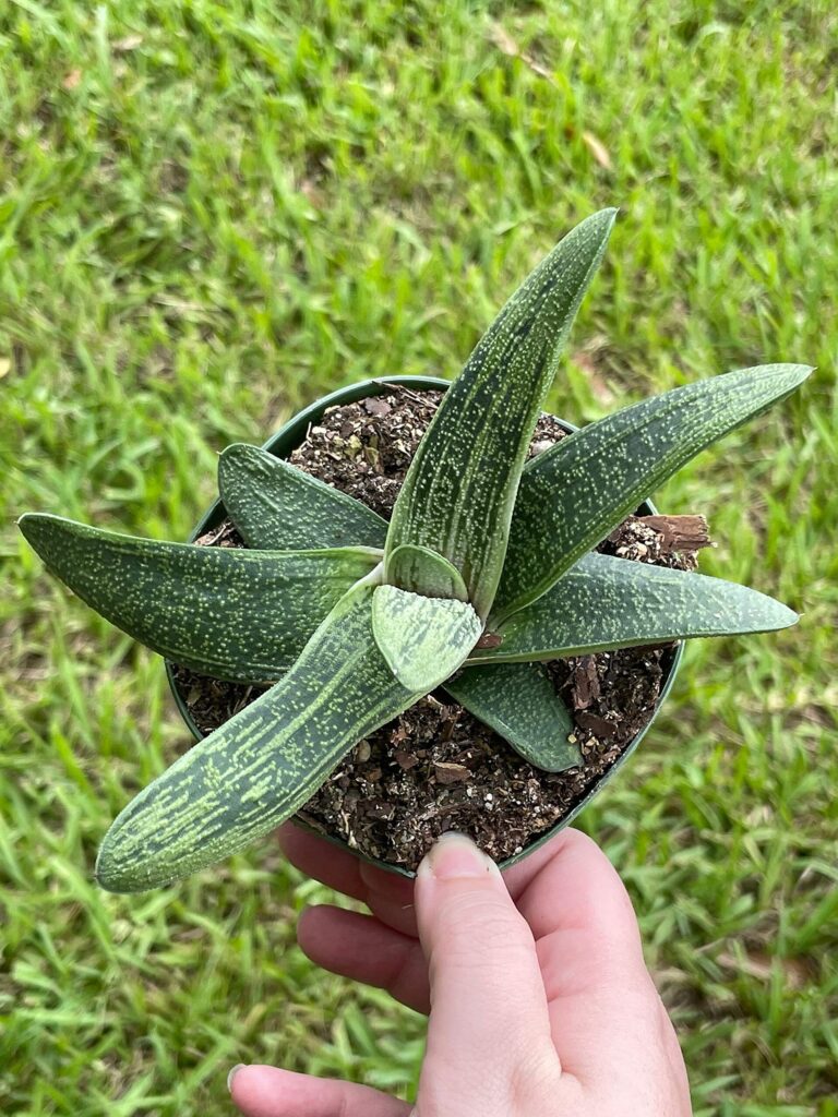 gasteria batesiana guia completa