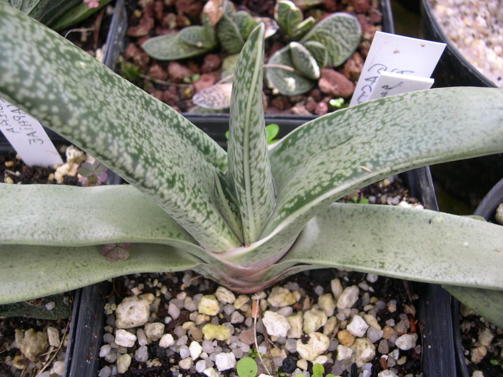 gasteria nigricans guia completa