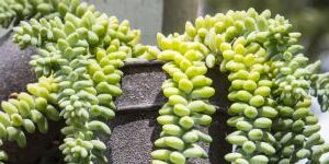 gasteria vanrensburgii guia completa