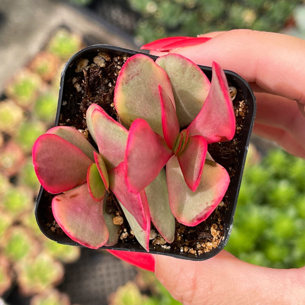 guia completa crassula platyphylla