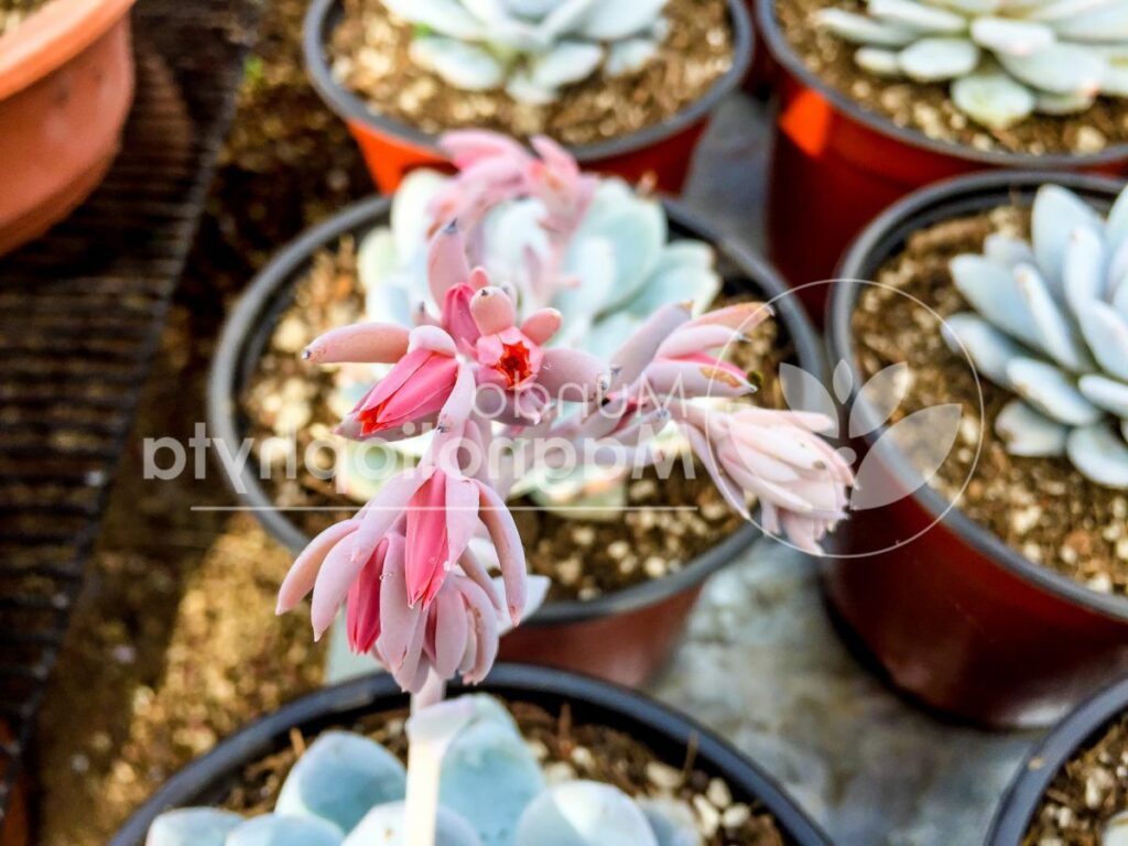 guia completa de echeveria hime