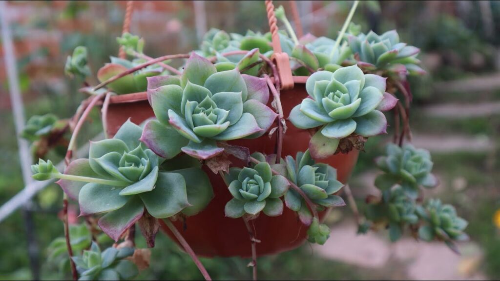 guia completa de echeveria verdita