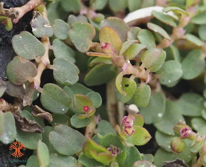 guia completa de portulacaria serpens