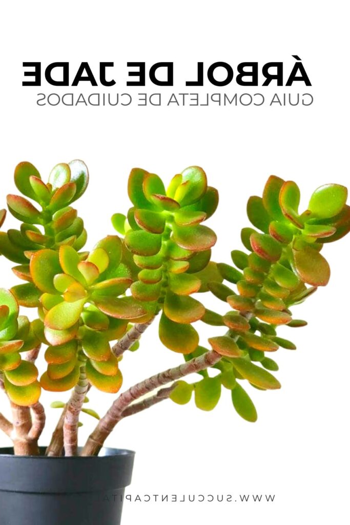 guia completa sobre portulacaria digyna