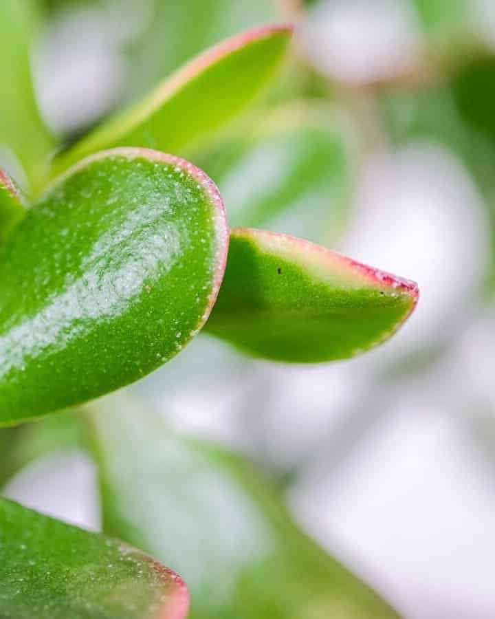 guia crassula zumi