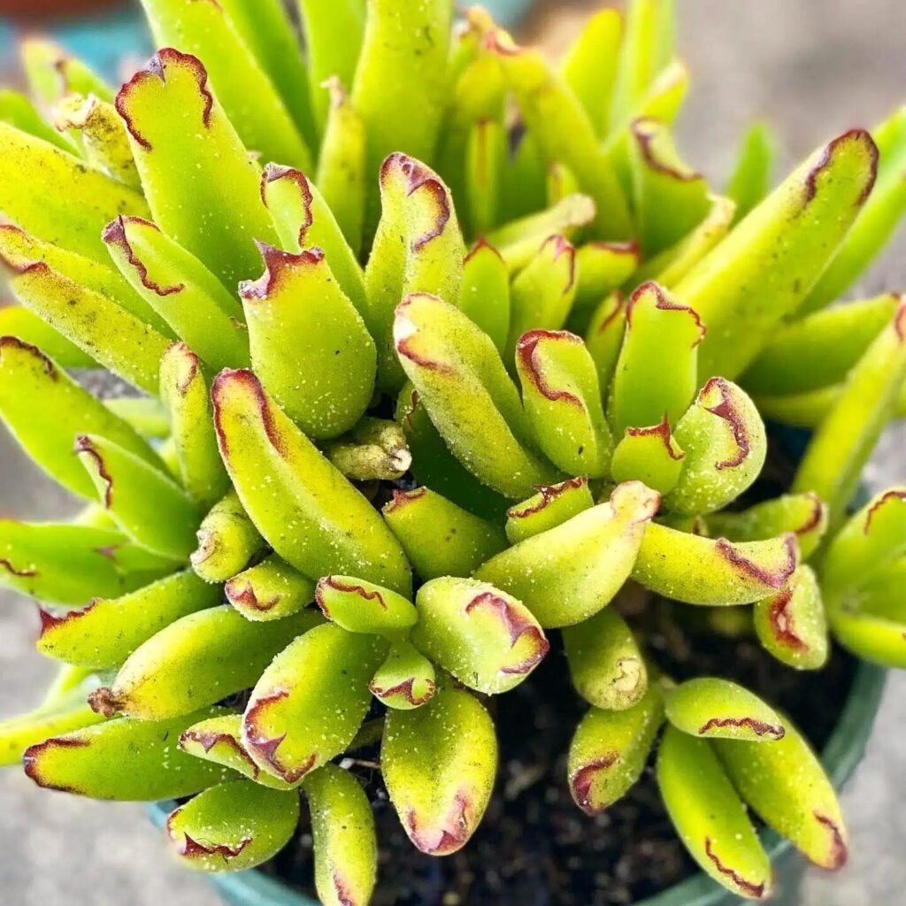 guia de cotyledon campanulata