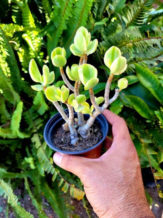 guia de crassula austrina