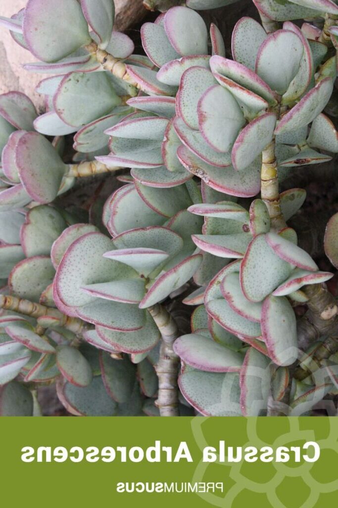 guia de crassula calamaroides