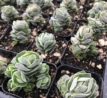 guia de crassula hystrix