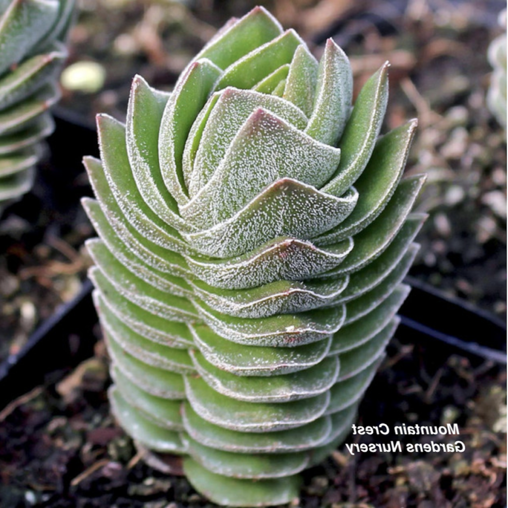 guia de crassula pallida