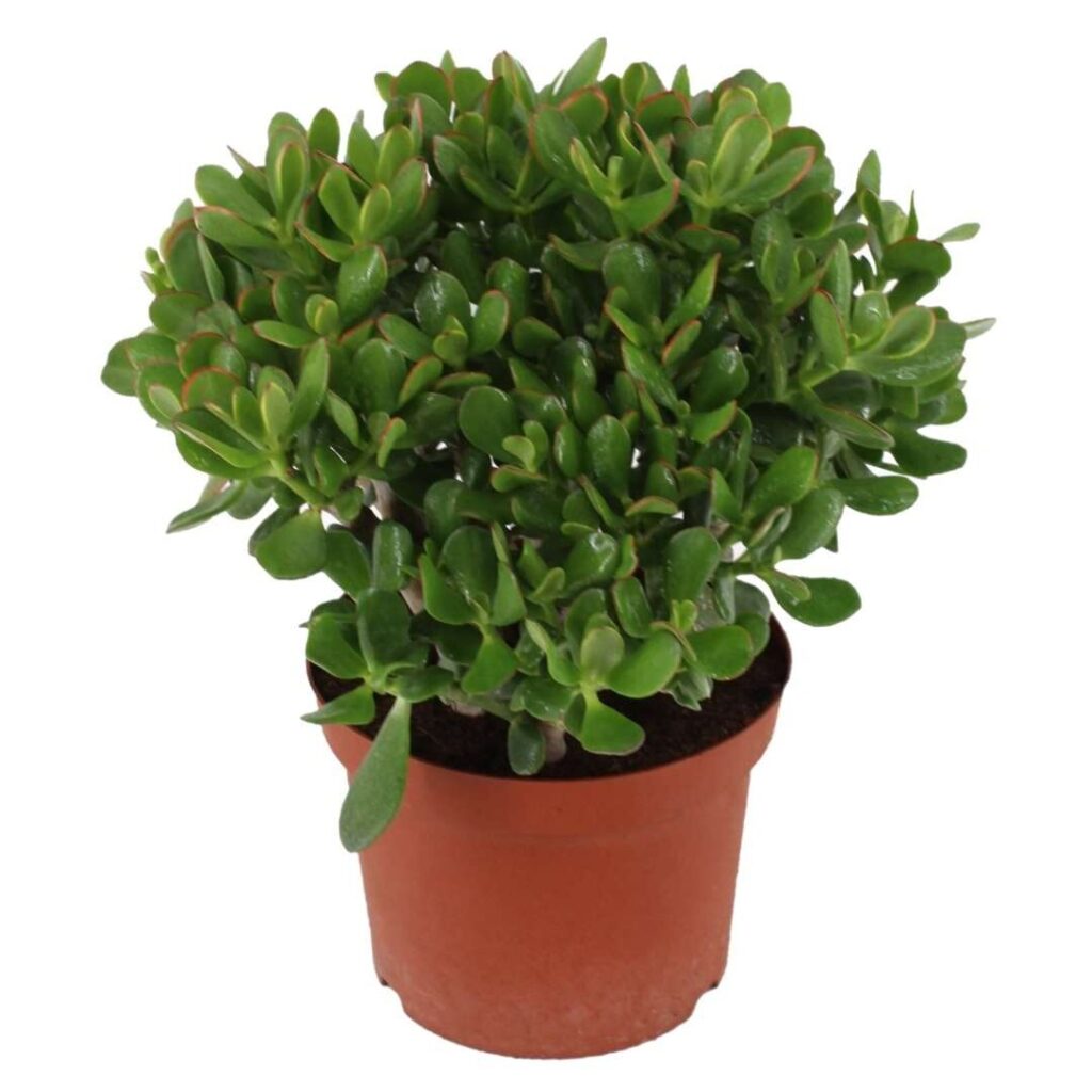 guia de crassula yuccoides