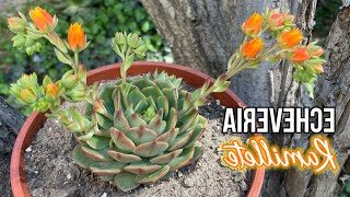 guia de cuidados echeveria wildcat