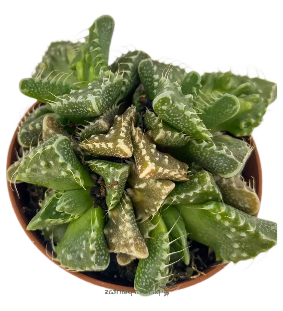 guia de cuidados faucaria johnstonii