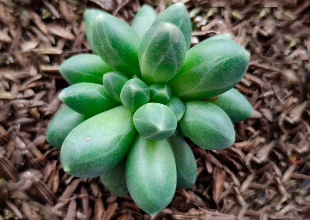 guia de cuidados pachyphytum erectum