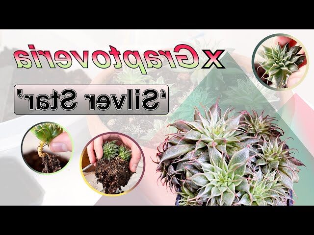 guia de cuidados para echeveria silver star