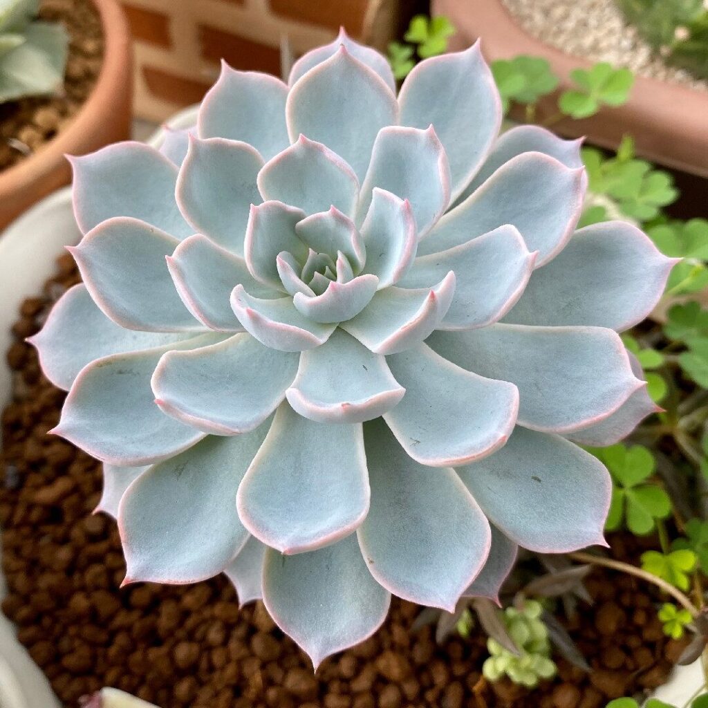 guia de cuidados para echeveria spectrum