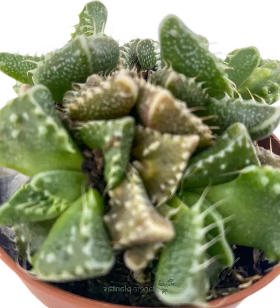 guia de cuidados para faucaria albescens