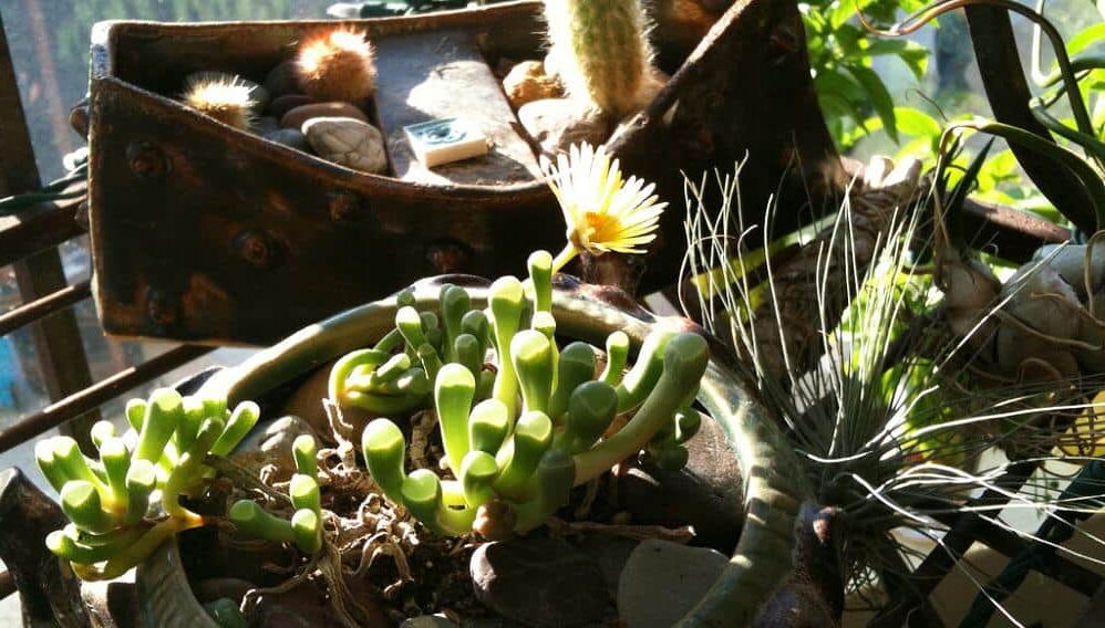 guia de cuidados para fenestraria vanryneveldii