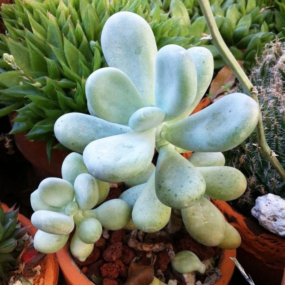 guia de cuidados para pachyphytum confusum